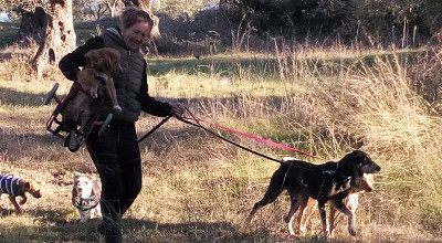 σκυλιά βόλτα